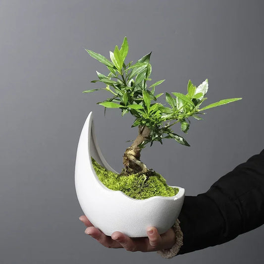 Rhinoceros Horn Shape Ceramic Flower Pot